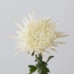 Chrysanthemum Fuji Spider White