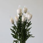 Chrysanthemum Fuji Spider White