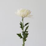 Chrysanthemum Fuji Spider White
