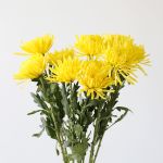 Chrysanthemum Fuji Spider Yellow