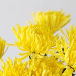 Chrysanthemum Fuji Spider Yellow