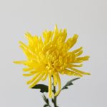 Chrysanthemum Fuji Spider Yellow