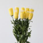 Chrysanthemum Fuji Spider Yellow