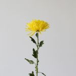 Chrysanthemum Fuji Spider Yellow