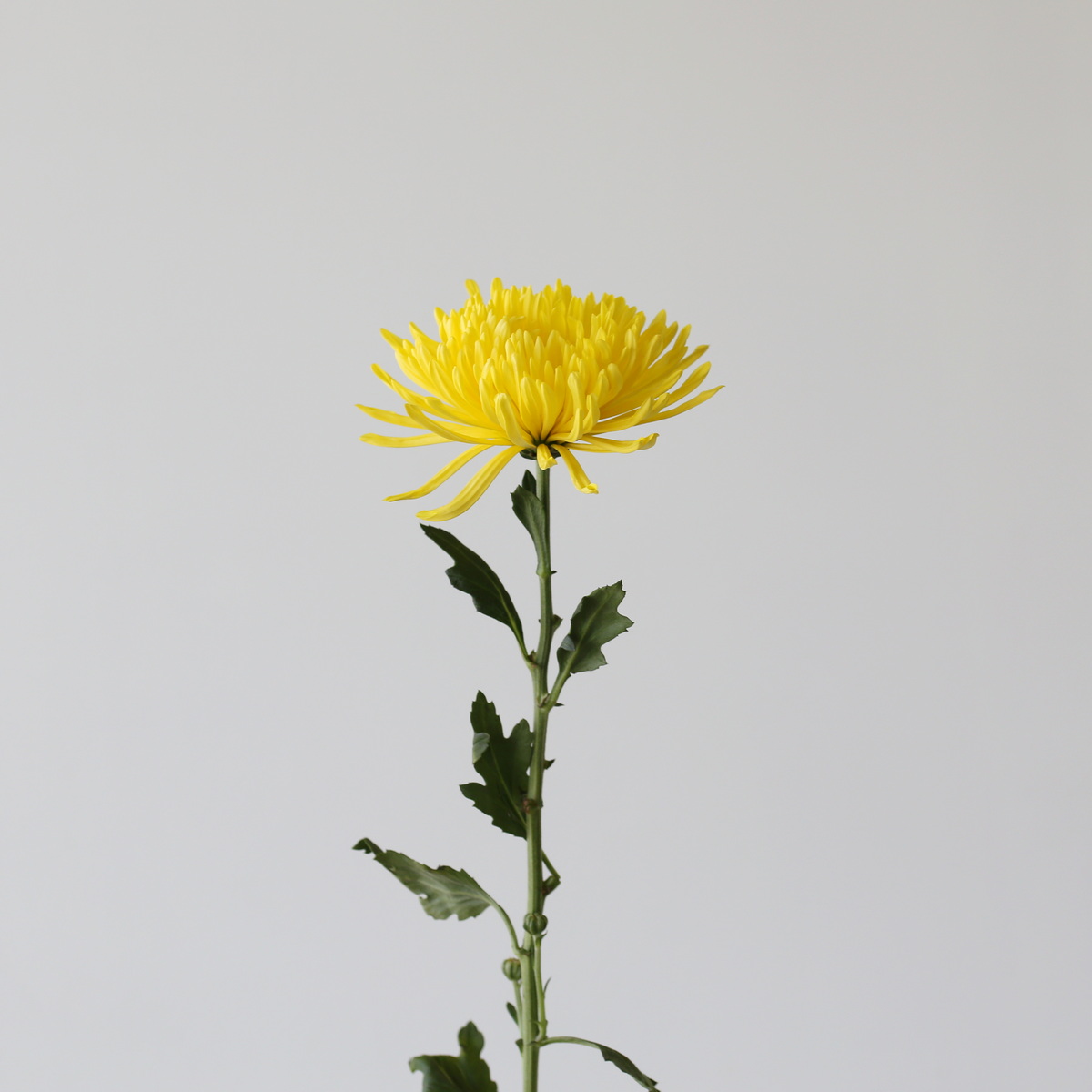 Fuji-Spider-Yellow