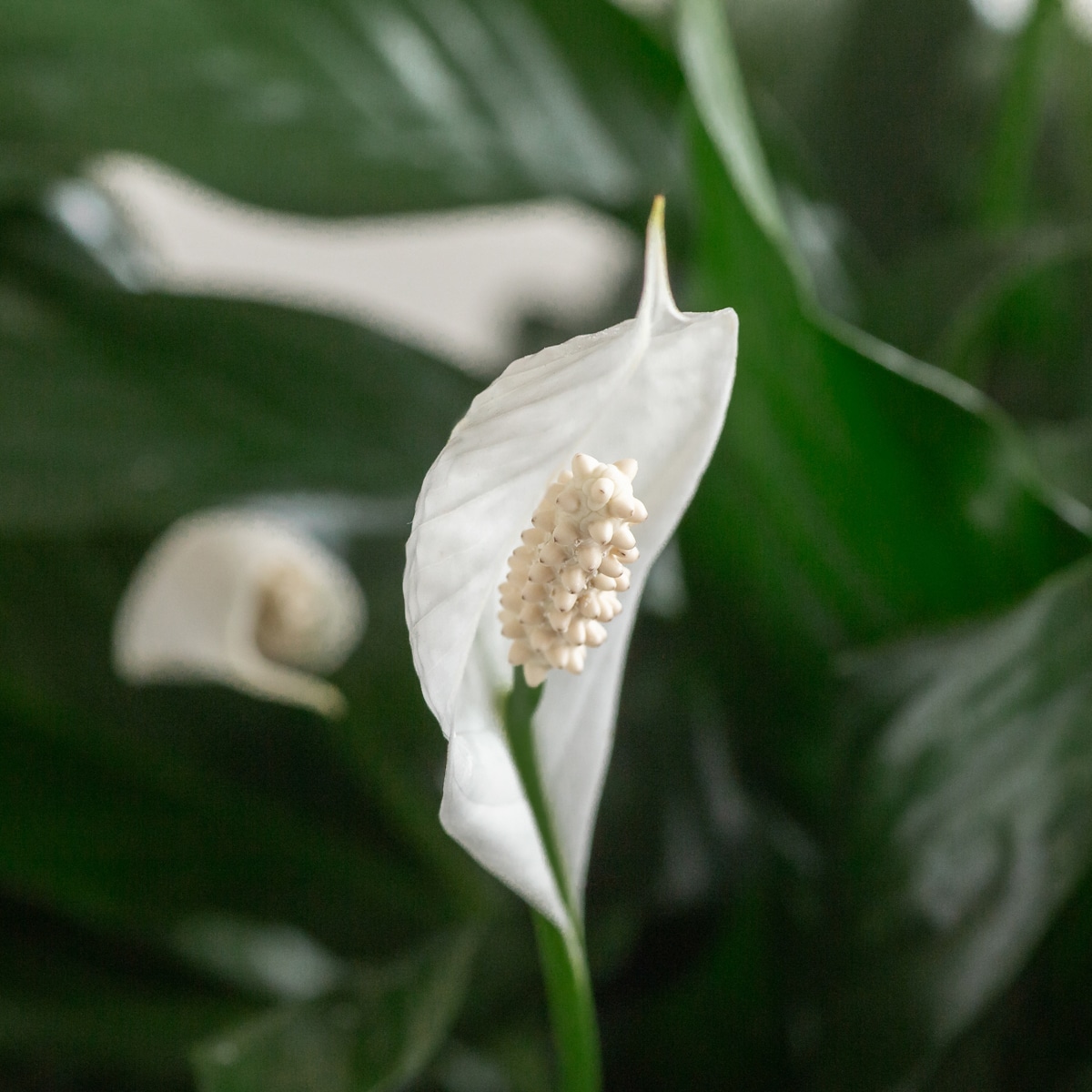 Spathiphyllum Peace Lily plant