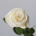 Rose Playa Bianca 60cm (Bulk DIY)