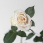 Rose Vendelas Blancs 50cm (En Vrac)