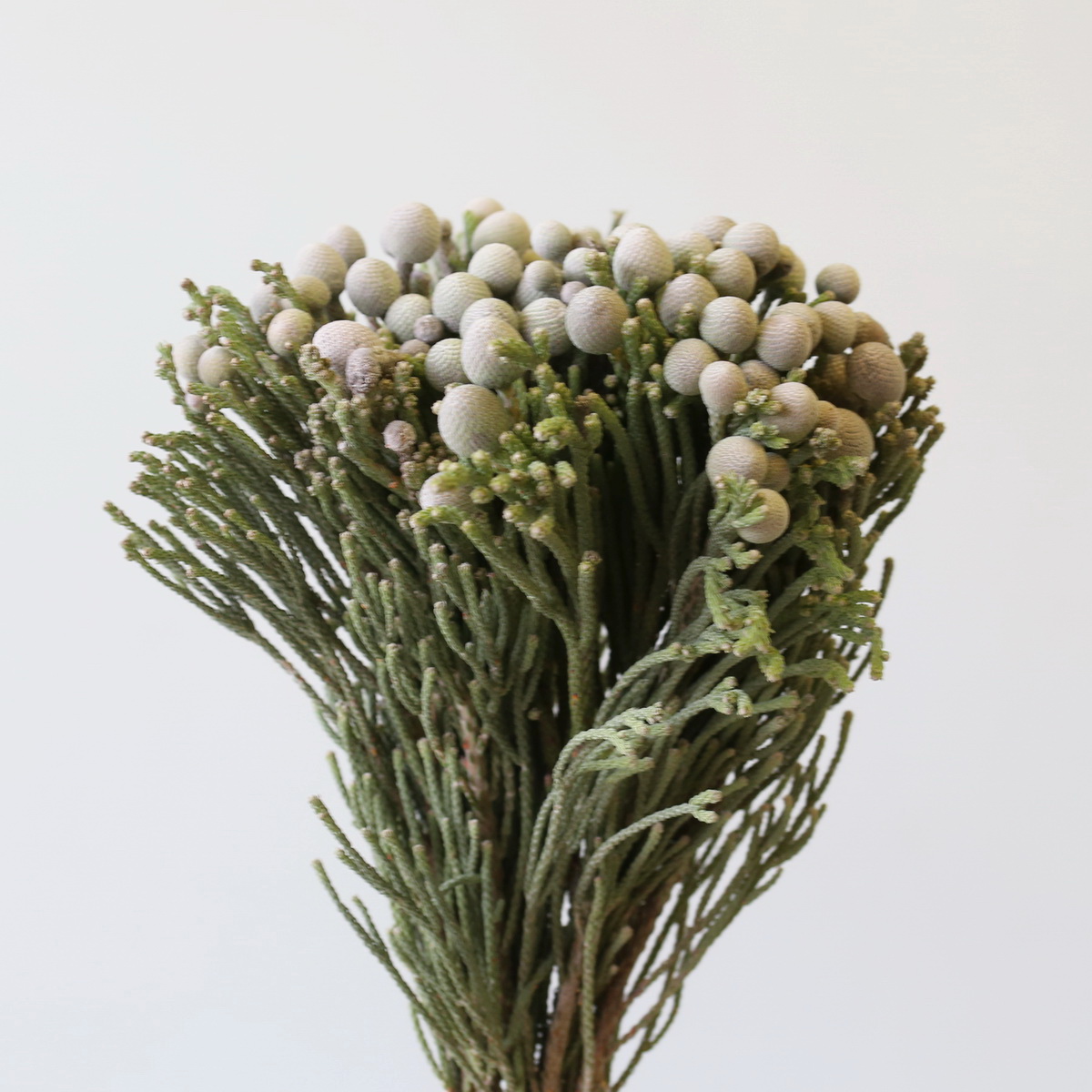 Silver Brunia 