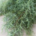 C.B. Carolina Sapphire