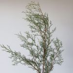 C.B. Carolina Sapphire