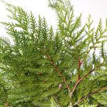 C.B Cèdre rouge de l’Ouest