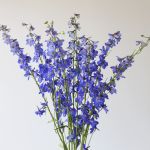 Delphinium Sea Waltz en vrac