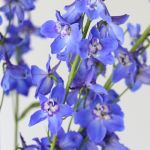 Delphinium Sea Waltz en vrac
