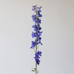 Delphinium Sea Waltz en vrac