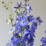 Delphinium Sea Waltz en vrac