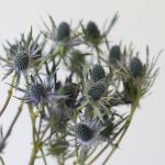 Eryngium (Bulk DIY)