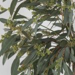 Seeded Eucalyptus