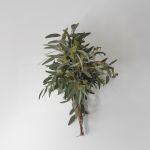 Eucalyptus semé