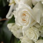 Coeur Toucher de la Nature