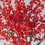 Délice de Baies d’Hiver