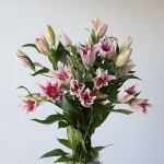 Oriental Lily Sorbonne (Bulk DIY)