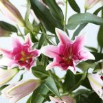 Oriental Lily Sorbonne (Bulk DIY)
