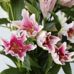 Oriental Lily Sorbonne (Bulk DIY)