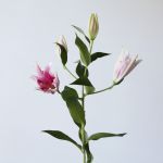 Oriental Lily Sorbonne (Bulk DIY)