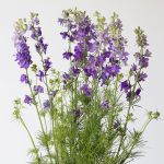 Delphinium Larkspur mauve en vrac