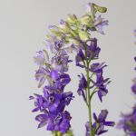 Delphinium Larkspur mauve en vrac