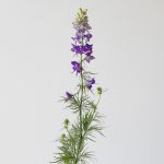 Delphinium Larkspur mauve en vrac