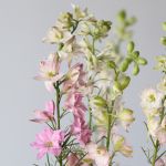 Delphinium Larkspur Rose en vrac