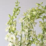 Delphinium Larkspur Blanc en vrac