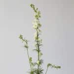 Delphinium Larkspur Blanc en vrac