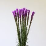 Liatris (Bulk DIY)