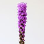 Liatris (Bulk DIY)