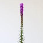 Liatris (Bulk DIY)