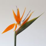 Bird of Paradise Premium (Strelitzia) (Bulk DIY)