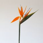 Bird of Paradise Premium (Strelitzia) (Bulk DIY)