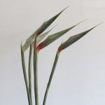 Bird of Paradise Premium (Strelitzia) (Bulk DIY)