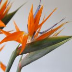 Bird of Paradise Premium (Strelitzia) (Bulk DIY)