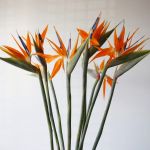 Bird of Paradise Premium (Strelitzia) (Bulk DIY)