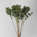 Spray Hypericium Green