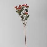 Spray Hypericium Red