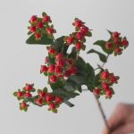 Spray Hypericium Red