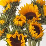 Sunflowers (locally grown)