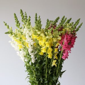 Muflier assorties en-vrac