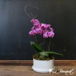 Plantes vertes et fleuries