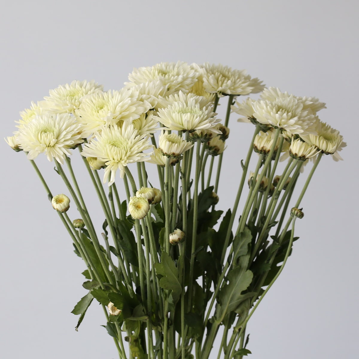 Chrysanthemum Polaris (Bulk DIY) (7 stems)